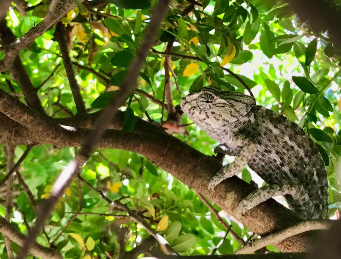 Monte Borboleta Villa Faro Ngoại thất bức ảnh